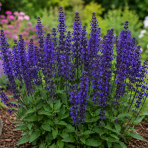 Šalvia hájna (Salvia nemorosa) ´SENSATION BLUE´ - výška 15-25 cm, kont. P13